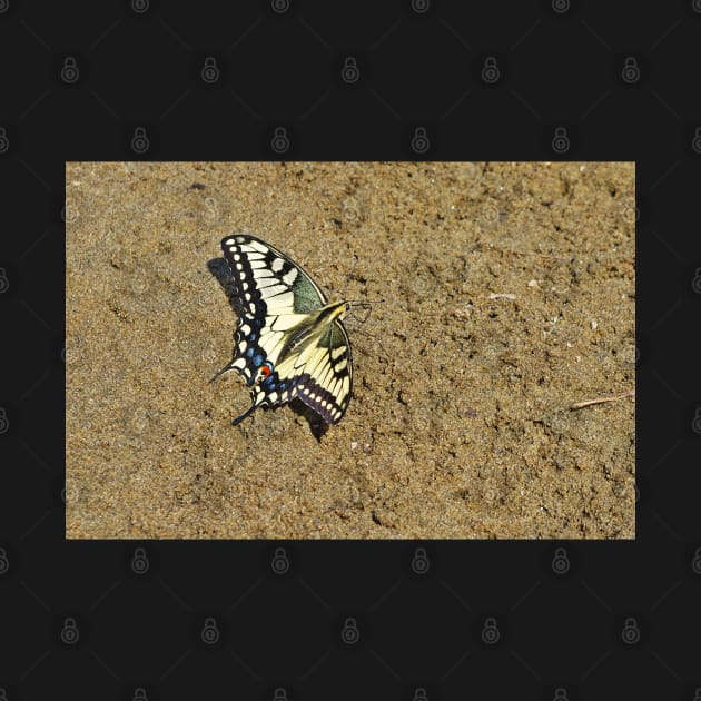 Sand Swallowtail Butterfly by Viking Visual - Lori Svensen