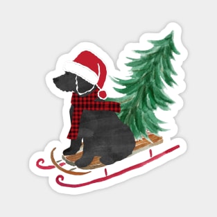 Labradoodle Christmas Sled Bringing Home The Tree Magnet