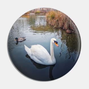 swan and wild ducks on water Pin
