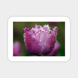 Pink Tulip Magnet