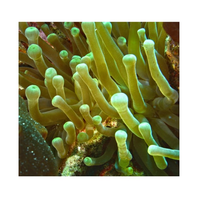 Giant Yellow Sea Anemone by Scubagirlamy