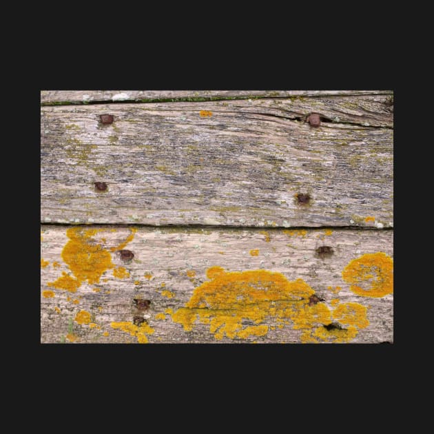 Golden Lichen on weathered wood by stevepaint