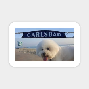 Beachy Bichon Magnet