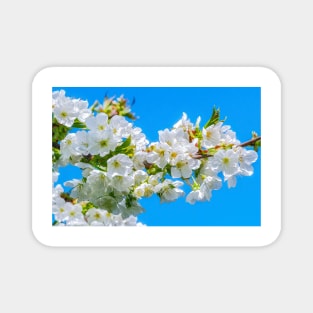 Cherry blossom flowers in spring Magnet