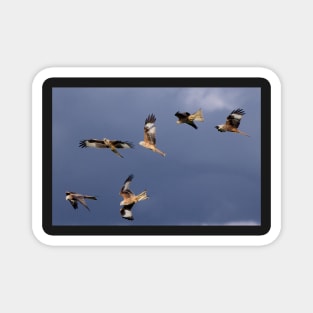 Red Kites Magnet