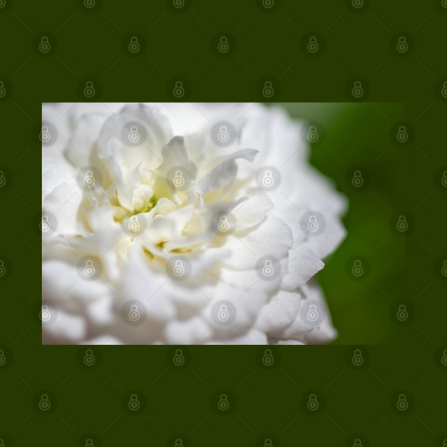 white Rose - close up by Hispaniola-Fineart