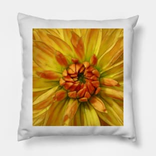 close-up glowing yellow and orange dahlia bloom Pillow