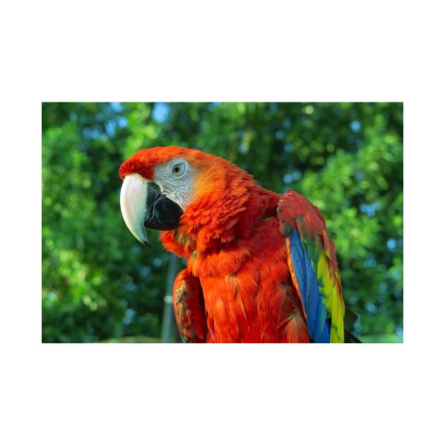 macaw by likbatonboot