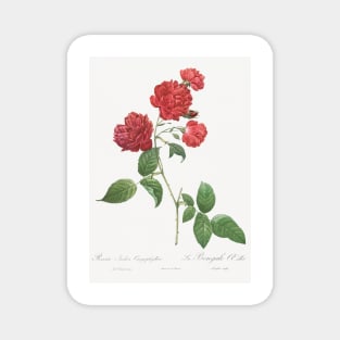 Red Cabbage Rose,  Bengal eyelet by Pierre-Joseph Redouté Magnet