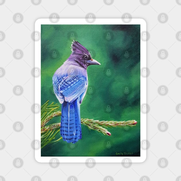 Steller's Jay bird painting Magnet by EmilyBickell