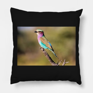 Lilac-breasted Roller, Botswana Pillow