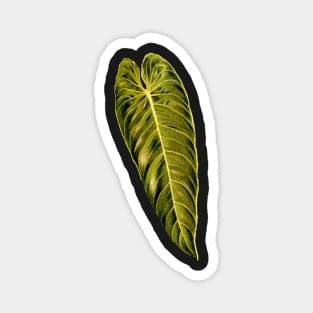 Philodendron melanochrysum leaf botanical illustration Magnet