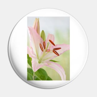 Lilium  Lily Pin