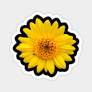 African Daisies Magnet