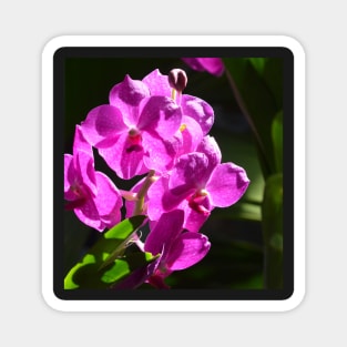 Purple Orchid Magnet