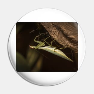 The Mantis Pin