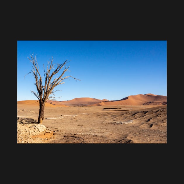 Tree in the desert. by sma1050