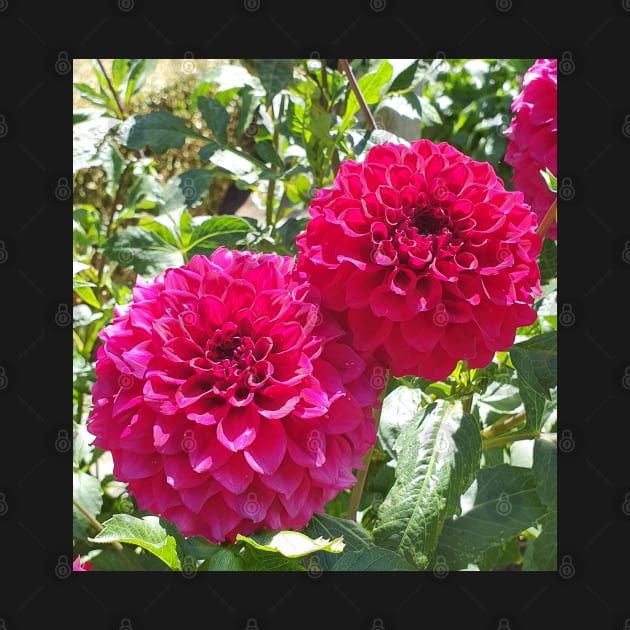 Hot Pink Dahlias by claire-l-page