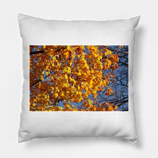 Maple (Acer ), golden yellow autumn leaves hanging from a tree, Germany Pillow