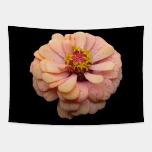 coral color flower, blooming flowers, blossom, garden Tapestry