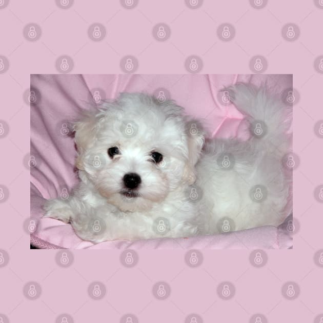photo puppy pretty in pink by mystudiocreate