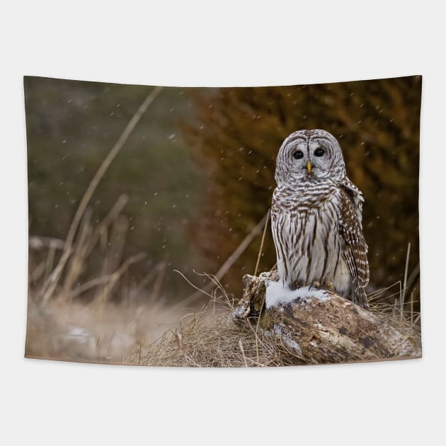 Barred Owl on log Tapestry by jaydee1400