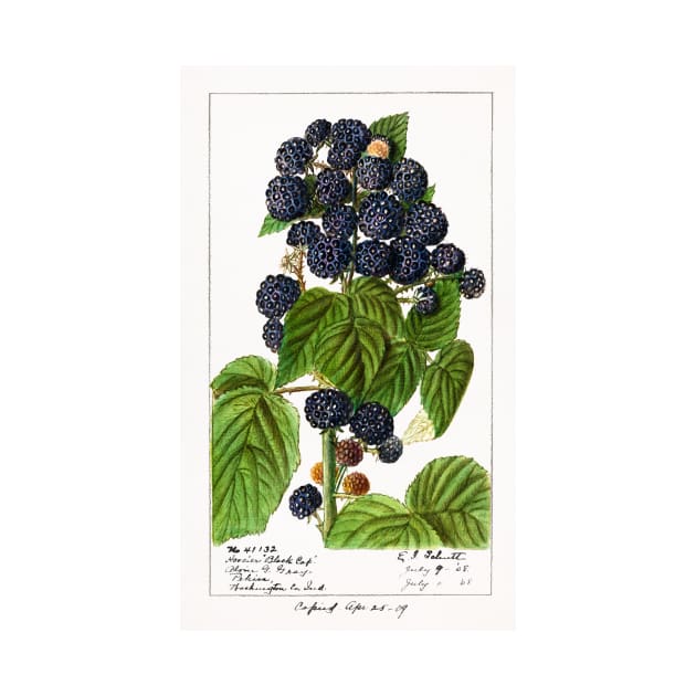 Black Raspberries (1908) by WAITE-SMITH VINTAGE ART