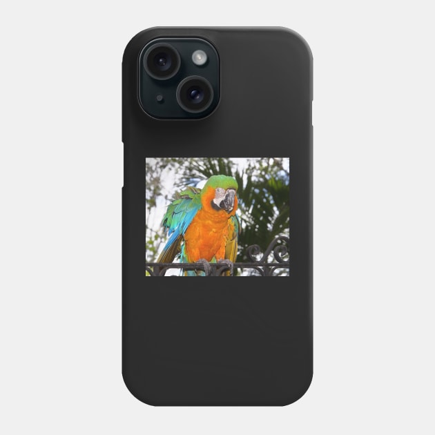 Harlequin Macaw Phone Case by Carole-Anne