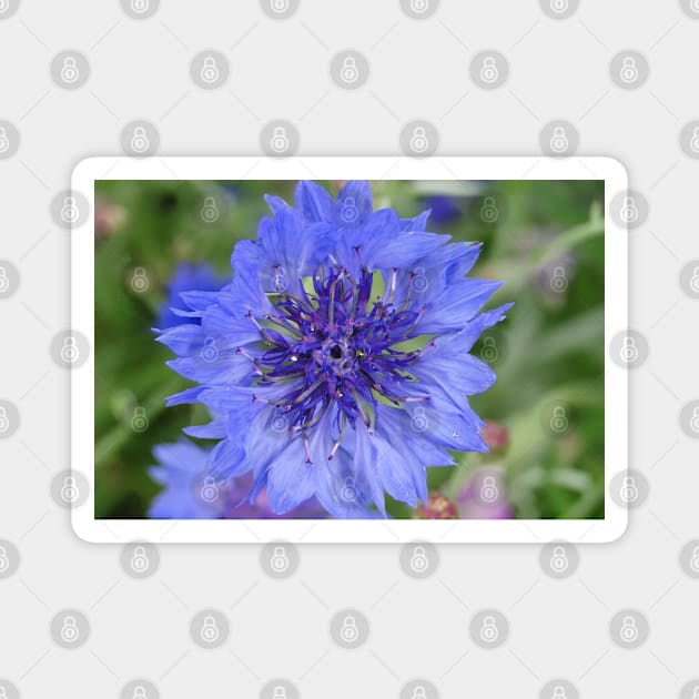 Cornflower Blue Magnet by AH64D