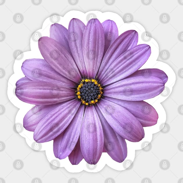 Purple Daisy Flower Sticker