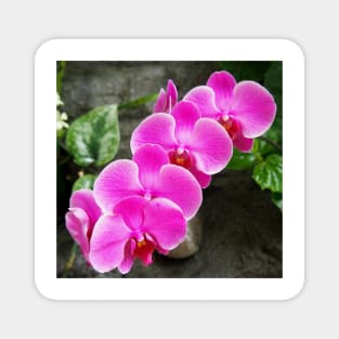 Fuchsia Pink Tropical Orchid Flowers near Waterfall Magnet