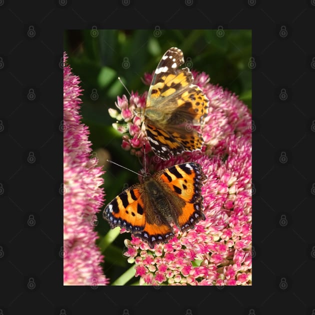 Painted lady and the Tortoiseshell by AH64D