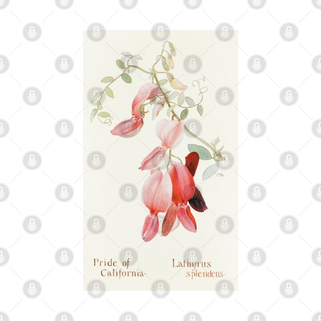 Pride of California - Botanical Illustration by chimakingthings