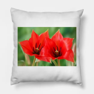 Tulipa linifolia  Flax-leaved tulip  Miscellaneous tulip Pillow