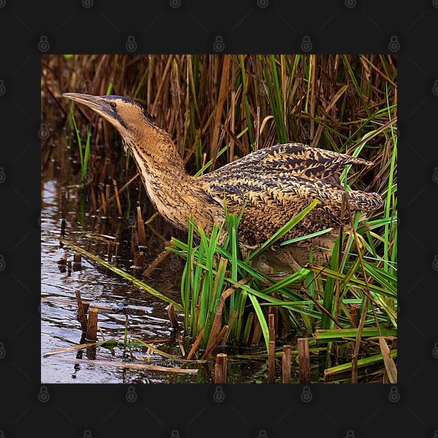 Bittern by British Wildlife