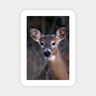 Well hello there! - White-tailed Deer Magnet