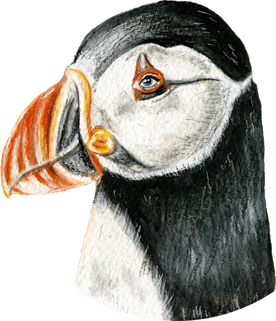 Puffin Kids T-Shirt by KayleighRadcliffe