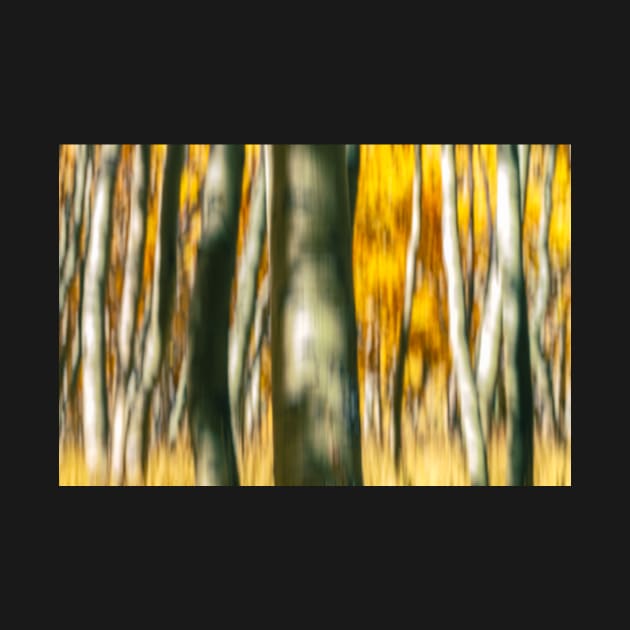 Aspens Abstract No.2 by jvnimages