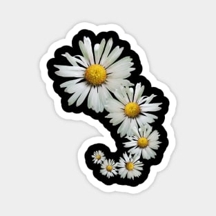 wonderful daisy flowers, blooming daisies, blooms Magnet