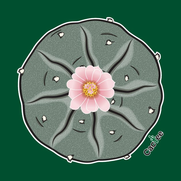 Lophophora Williamsii by Cactee