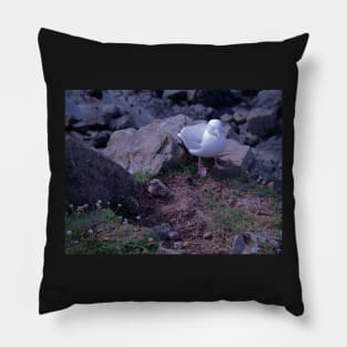 Seagull Chicks Pillow