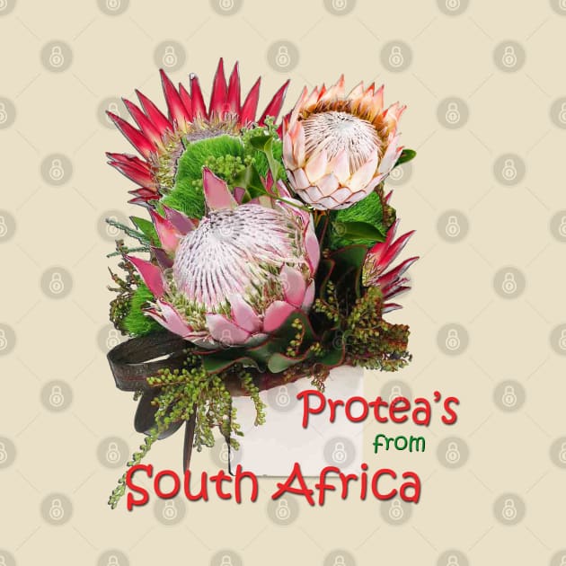 King Protea by Just Kidding by Nadine May