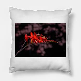 Crocosmia & Maple Pillow