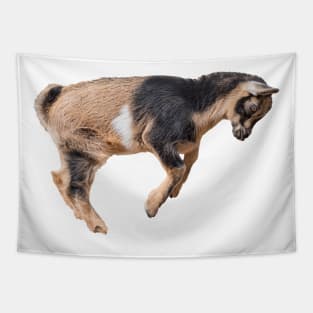 Bouncing Baby Goat 6 Tapestry
