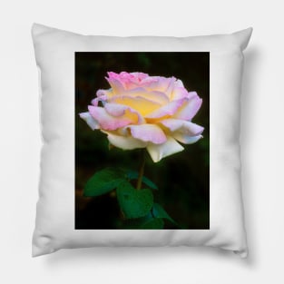 Summer Shower Rose Pillow