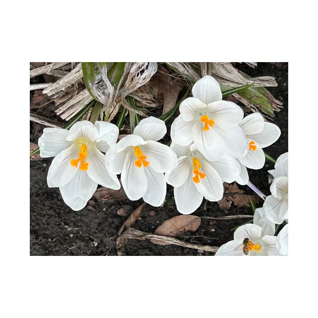 White Crocus by MrTiggersShop