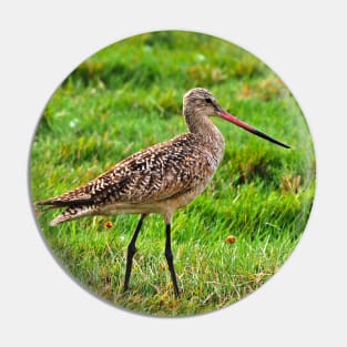 Marbled Godwit Standing Tall Pin