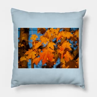 USA. Pennsylvania. Longwood Gardens. Maple leaves. Pillow