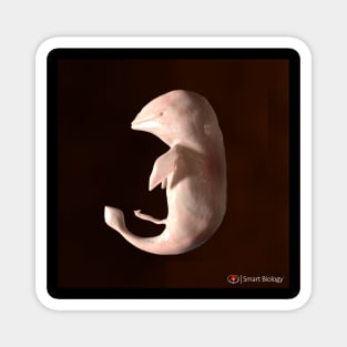 Dolphin Embryo Magnet
