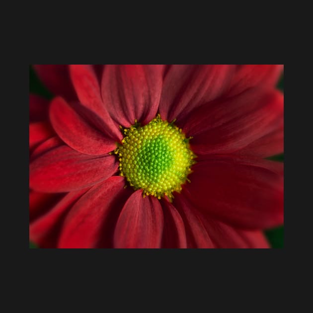 Red Daisy Gerbera by adrianbrockwell